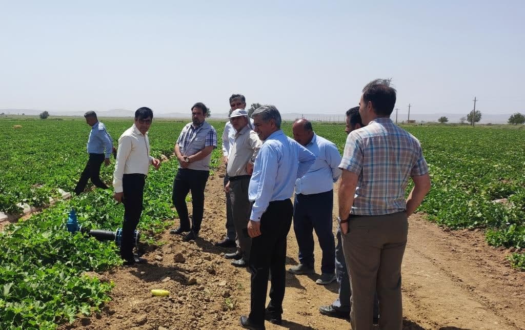 اجرای سیستم آبیاری قطره ای و کم فشار